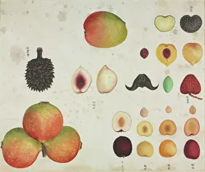 Pyrus: Various fruits