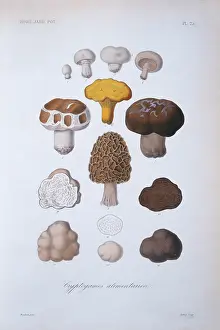 Sporocarp: Various fungi