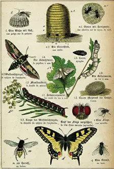 Corsican: VARIOUS INSECTS