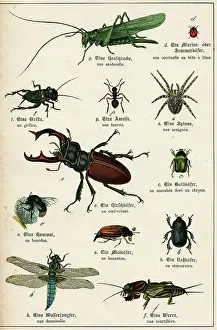 Beetles: VARIOUS INSECTS C1880