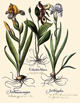 Basilius: Various Irises