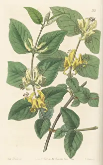 John Lindley: Various-leaved fly honeysuckle, Lonicera diversifolia