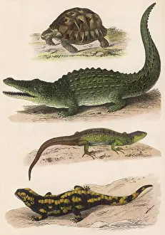 Lizards: VARIOUS LIZARDS