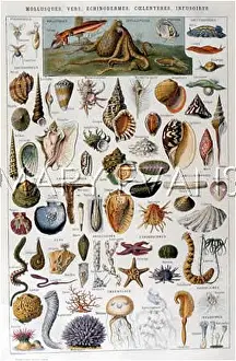 Nautical: VARIOUS MARINE CREATURES