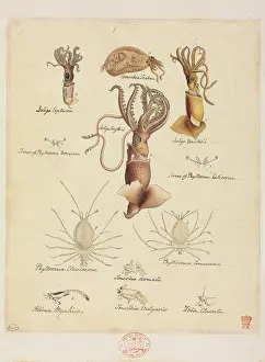 Lobster: Various Mollusca and Crustacea species