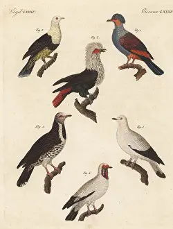 Engraved Plates: Various pigeons including the extinct Mauritius blue pigeon