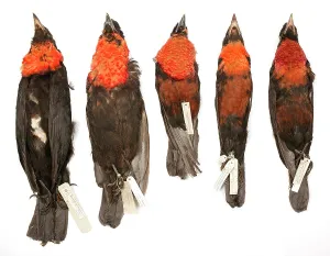 Stuffed: Various Pyroderus scutatus subspecies in storage