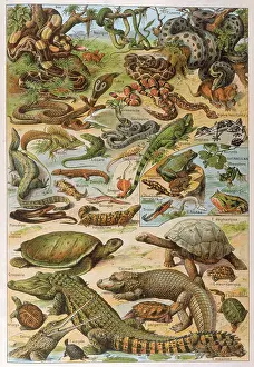 Alligator: Various Reptiles 1913