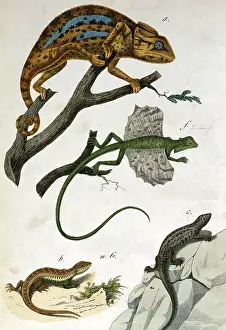 Chameleon: Various reptiles