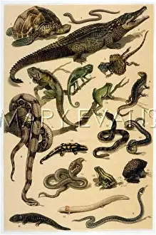 Incl: VARIOUS REPTILES