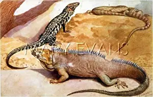 Spines: VARIOUS REPTILES