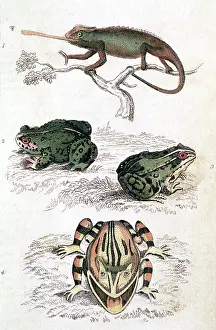 Lizars: VARIOUS REPTILES/LIZARS