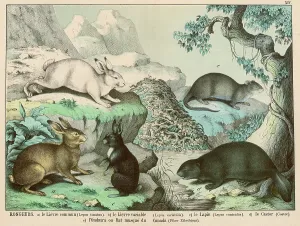 Hares: Various rodents, hares, rabbits, etc