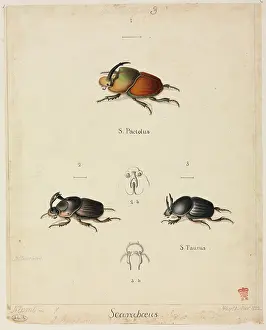 Comparative: Various Scarabaeus sp