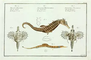 Seahorse: Various seahorse species by Marcus Bloch