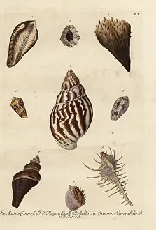 Volute: Various shell specimens