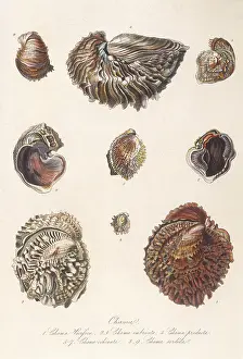 Chama: VARIOUS SHELLS 1835