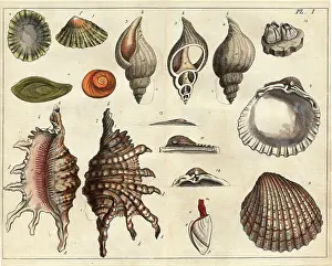 Conchology: Various shells