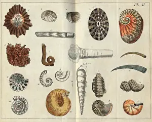 Conchology: Various shells
