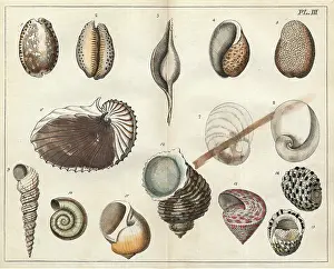 Conchology: Various shells