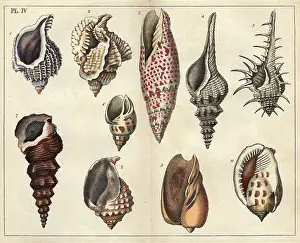 Conchology: Various shells