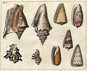 Conchology: Various shells