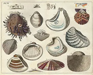 Conchology: Various shells