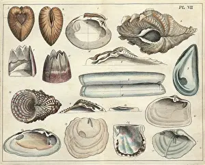 Conchology: Various shells