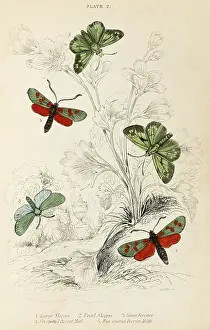 Burnet: VARIOUS SKIPPERS
