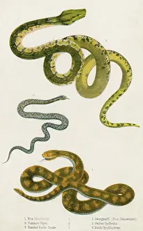 VARIOUS SNAKE SPECIES