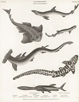 Thomas Milton: Various species of sharks