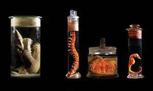 Seahorse: Various specimens