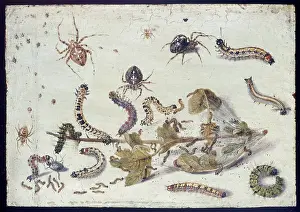 Gooseberry: Various Spiders and Caterpillars, with a Sprig of Gooseberry