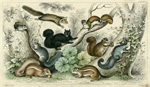 Petaurus: VARIOUS SQUIRRELS 19C