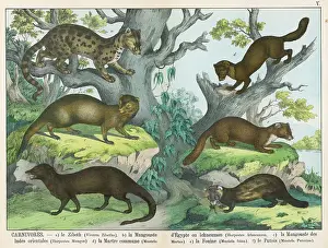 Weasel: Various stoats and weasels
