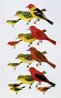 Peterson: Various Tanagers