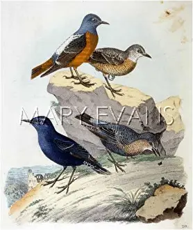 Thrushes: VARIOUS THRUSHES