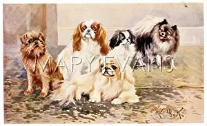Pekinese: VARIOUS TOY DOGS