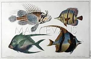 Cornutus: VARIOUS TROPICAL FISH