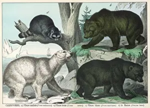 Raccoon: Various types of bear