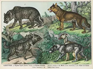 Domesticated: Various types of dog