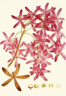 Waterproof: Varnish Tree, Melanorrhoea usitata