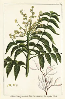 Dons: Varnish tree or wax tree