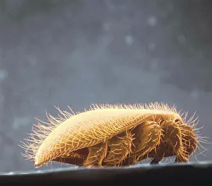 Arachnida: Varroa jacobsoni, honey bee mite