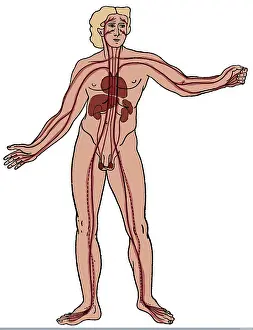 Circulation: Vascular System, Diogenes of Apollonia, 400 BC