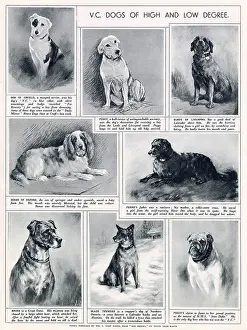 Intelligent: V.C. Dogs of High and Low Degree
