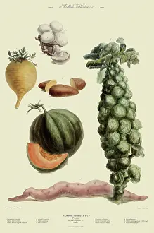 Veggie: Vegetable Assortment