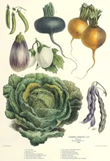 Peas: Vegetable Botanical