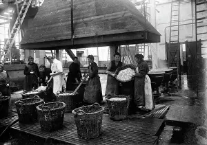 Cabbage: Vegetable factory in Berlin, 1916