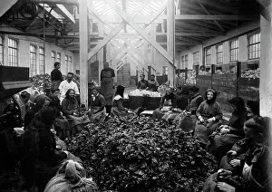 Aliment: Vegetable factory in Berlin, 1916